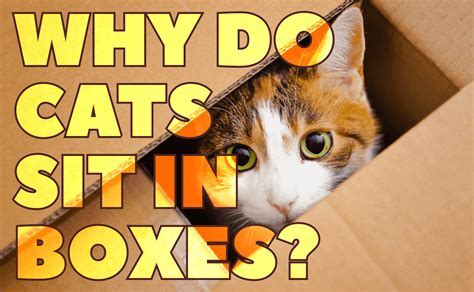 How Long Does It Take Fabletics to Ship: And Why Do Cats Always Sit in Boxes?