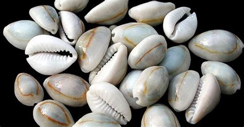 ¡The Nine Cowrie Shells - A Magical Ethiopian Tale Filled With Wisdom and Unexpected Twists!