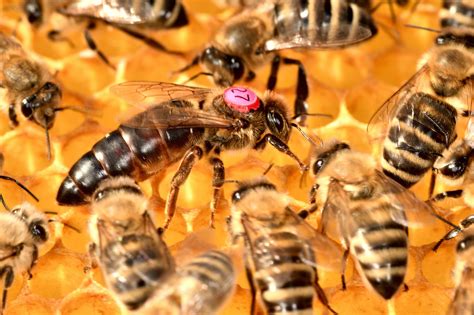 ¡Qué es La Reina de las abejas y por qué deberías leerla?!