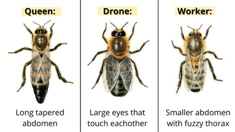  ¿Qué Es El Cuento Popular Alemán Queen Bee Y Qué Nos Enseña Sobre La Sociedad Del Siglo X?